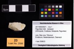 Foto (Objekt + Etikett) von Paguridae indet.  (NHMW-GEO-2017-0093-0021)